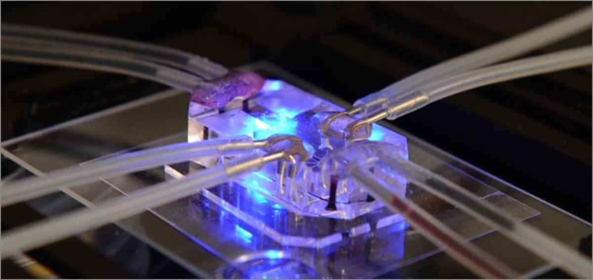 Μικροτσιπ με παλλόμενα καρδιακά κύτταρα δημιούργησαν αμερικανοί επιστήμονες